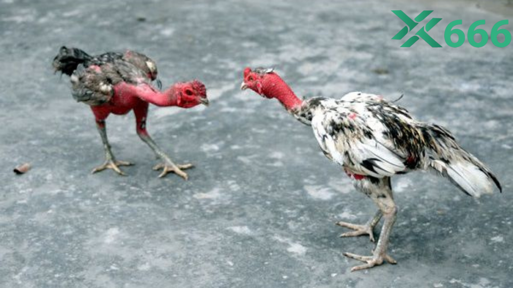 Bao nhiêu tháng thì gà chọi đủ sức ra trường theo TX666