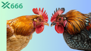 Đá gà TX666 có gì đặc biệt? Review 5 giống gà chiến nổi bật năm 2025