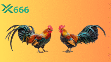 Đá gà TX666 là gì? Review chi tiết từ A-Z cho người mới chơi