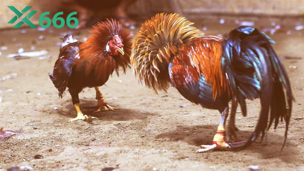 Gà chọi TX666 có giá bao nhiêu khi ra trường thành công