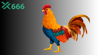 Khi nào gà đạt độ tuổi tốt nhất để tham gia đá trường TX666?