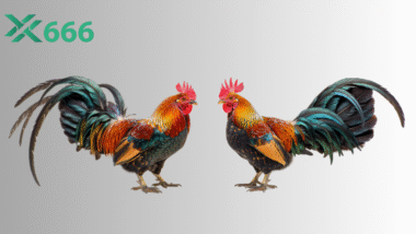 Khi nào gà chiến đạt độ tuổi thích hợp để ra sân TX666?