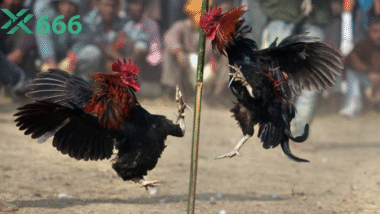 Làm thế nào để gà lì đòn, không bỏ chạy khi thi đấu? Kinh nghiệm TX666