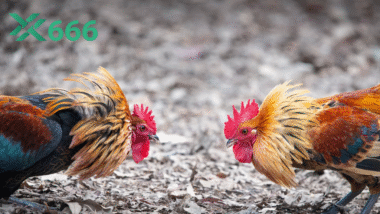 Làm thế nào để gà lì đòn, không bỏ chạy khi thi đấu? Kinh nghiệm từ TX666