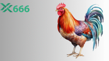 Làm thế nào để tăng tốc độ ra đòn cho gà chiến theo phương pháp TX666?
