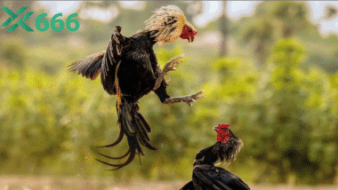 Ở đâu học được cách vần gà chuẩn bị thi đấu tại TX666?