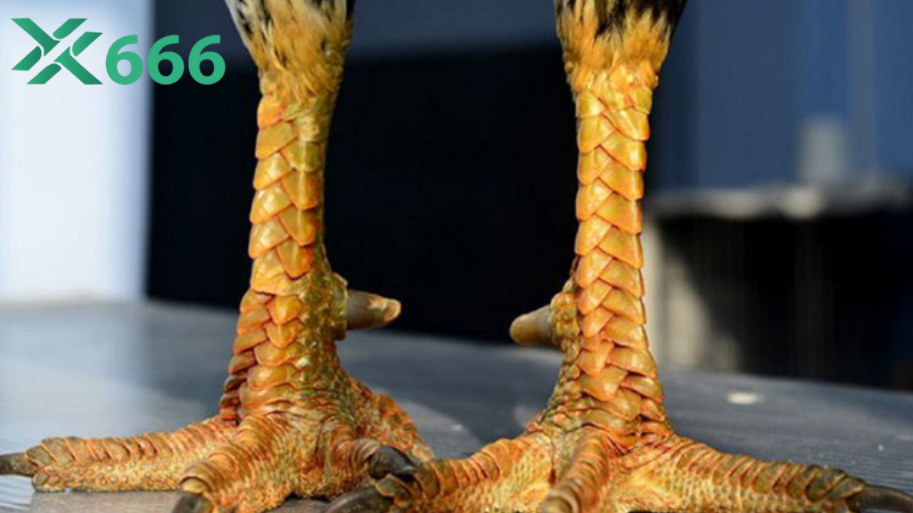 TX666 chia sẻ gà đá ăn gì để luôn khỏe mạnh trước trận đấu