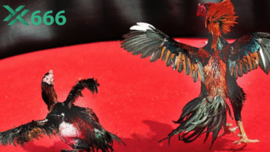 TX666 khuyên dùng bao nhiêu bài tập mỗi ngày cho gà chọi