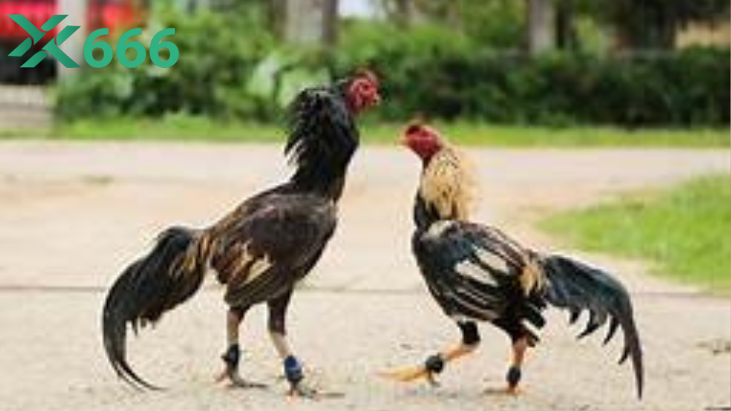 TX666 tiết lộ bí quyết huấn luyện gà chọi thần kê hiếm có