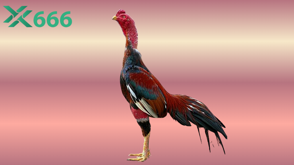 Top 7 loại thức ăn bổ sung giúp gà tăng thể lực TX666