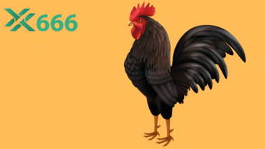 Vì sao TX666 luôn nhấn mạnh tầm quan trọng của việc huấn luyện gà chọi?