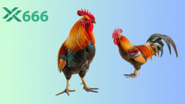 Vì sao đá gà TX666 luôn là bộ môn hấp dẫn nhất trong giới cược thủ?